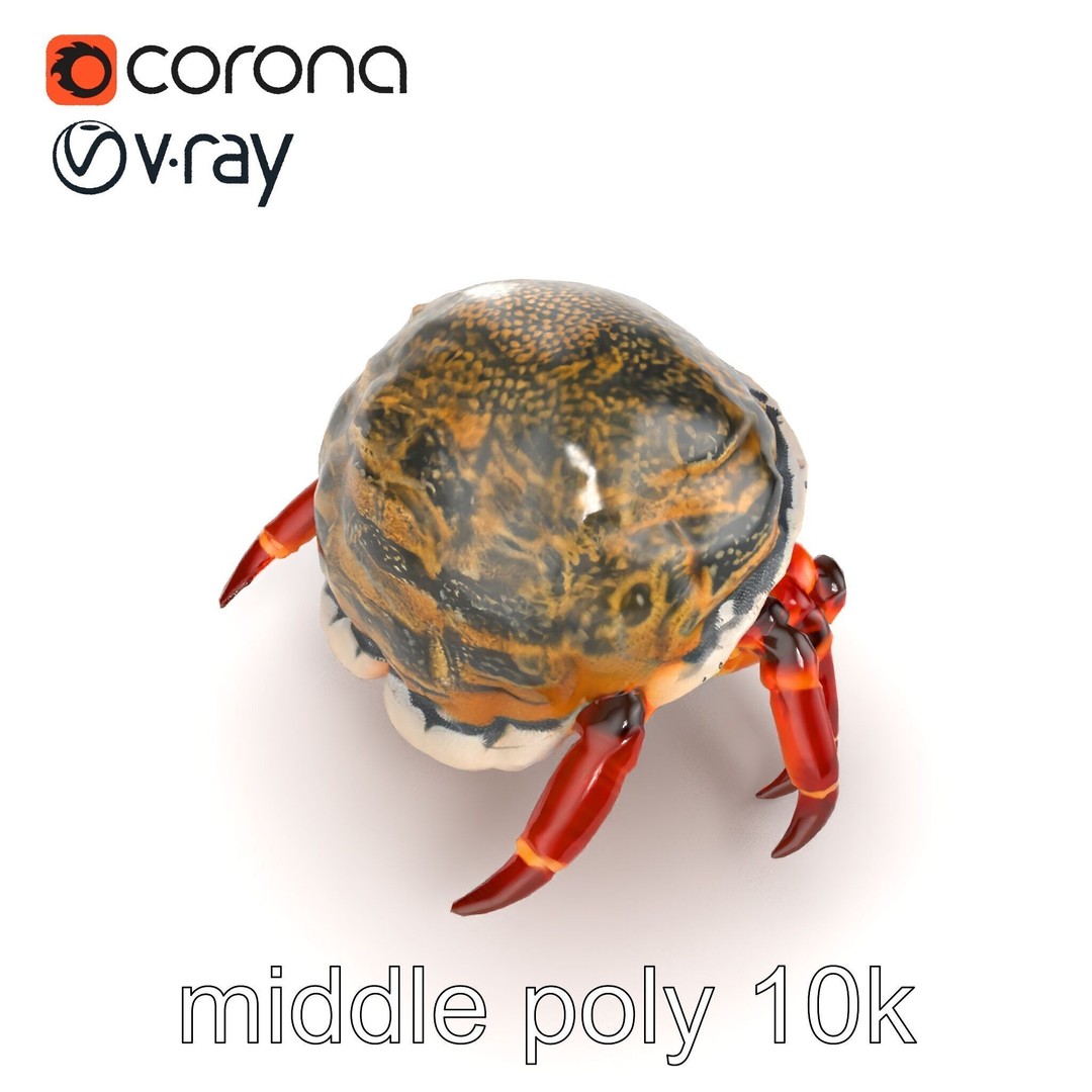 Hermit Crab 3D Model – Low Poly Marine Creature Pack, FBX