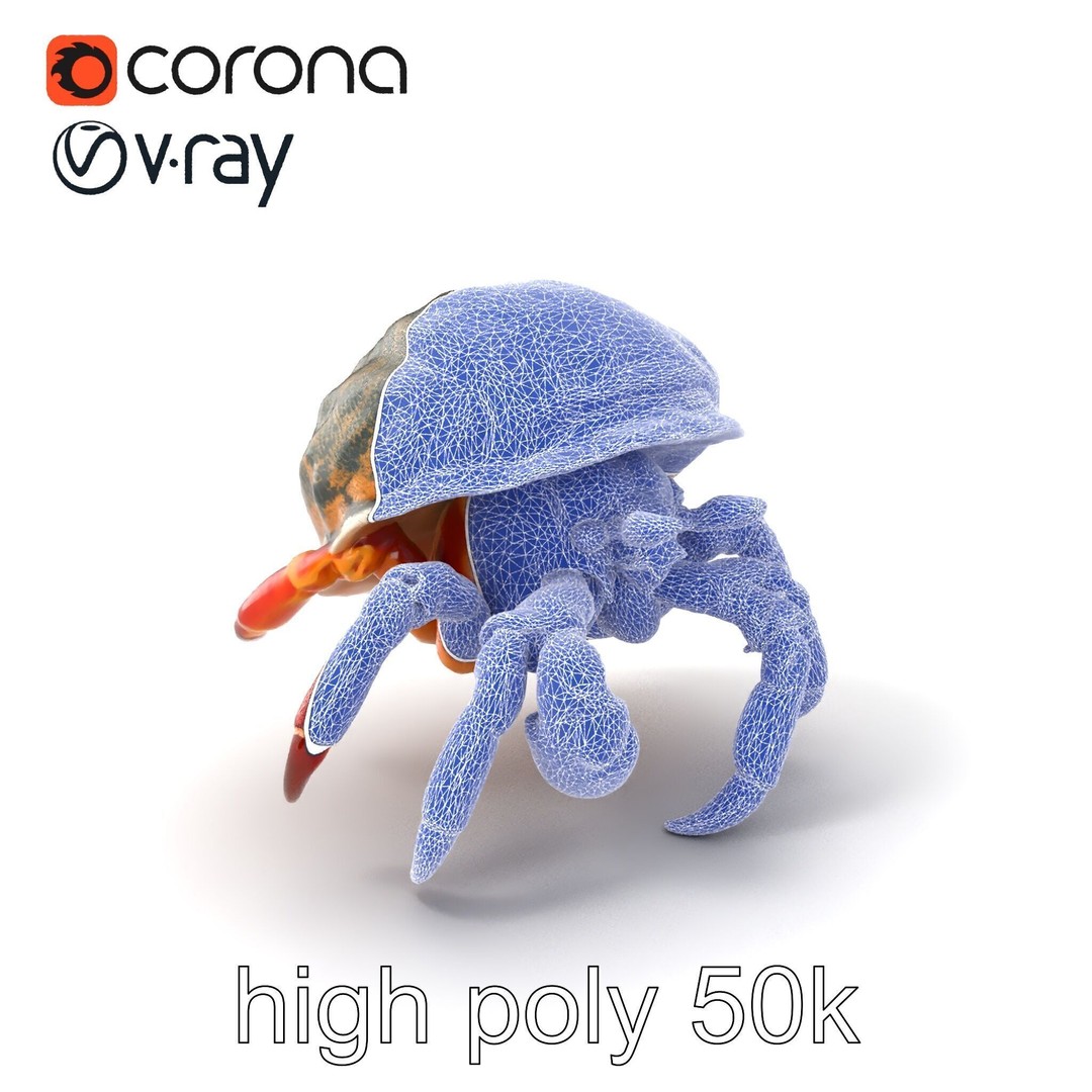 Hermit Crab 3D Model – Low Poly Marine Creature Pack, FBX - View 11