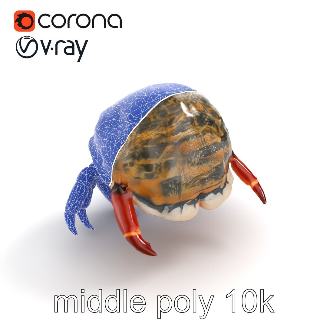 Hermit Crab 3D Model – Low Poly Marine Creature Pack, FBX - View 12