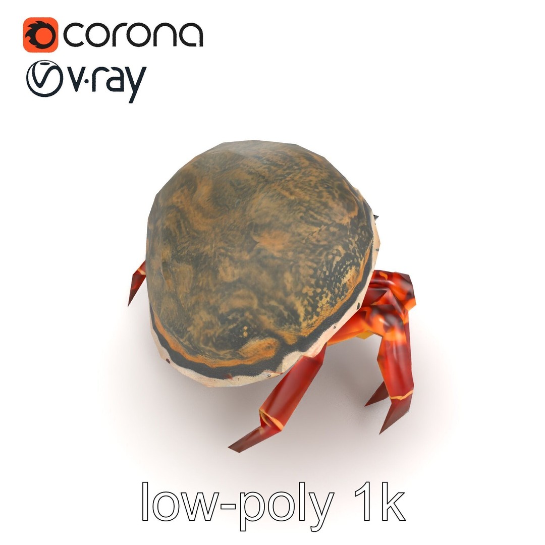 Hermit Crab 3D Model – Low Poly Marine Creature Pack, FBX - View 13