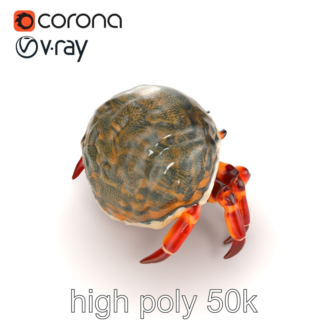 Hermit Crab 3D Model – Low Poly Marine Creature Pack, FBX - View 14