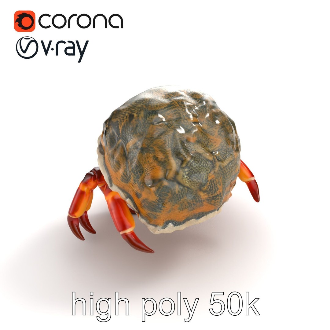 Hermit Crab 3D Model – Low Poly Marine Creature Pack, FBX - View 16