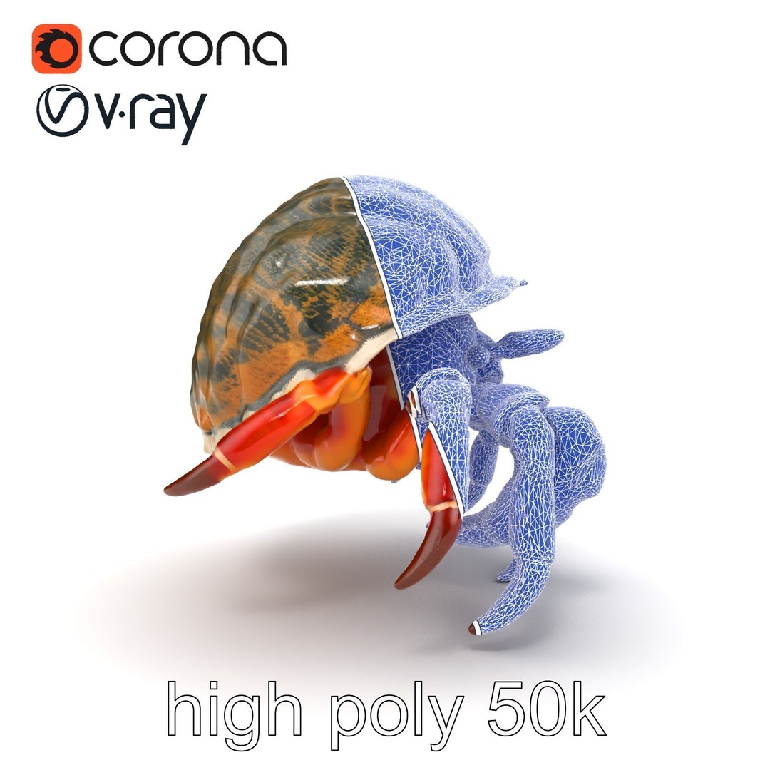 Hermit Crab 3D Model – Low Poly Marine Creature Pack, FBX - View 17