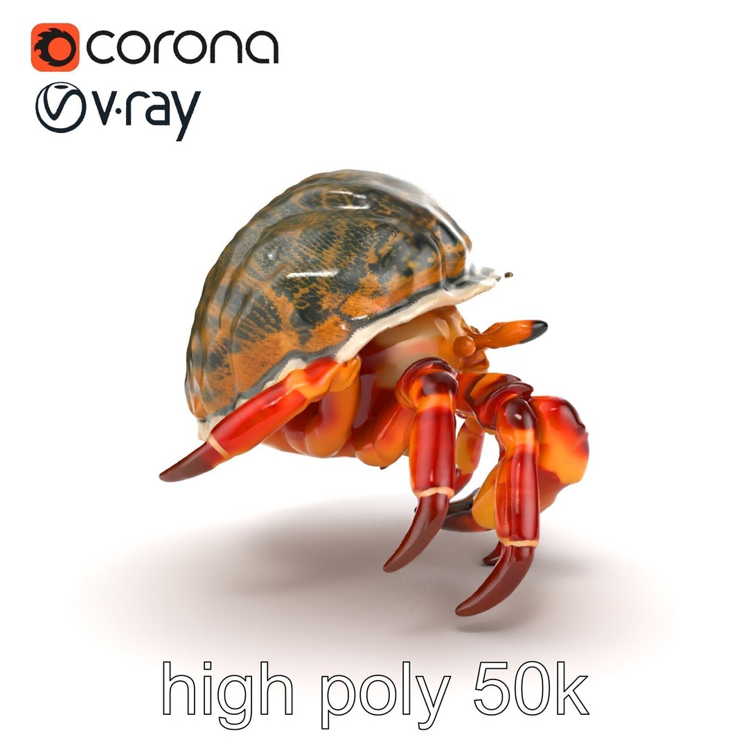 Hermit Crab 3D Model – Low Poly Marine Creature Pack, FBX - View 18