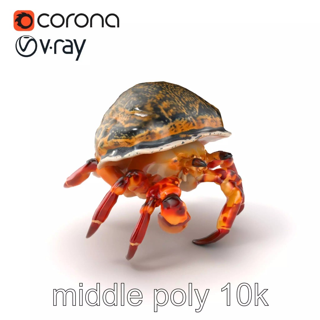 Hermit Crab 3D Model – Low Poly Marine Creature Pack, FBX - View 2