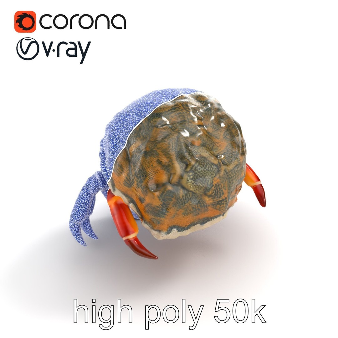 Hermit Crab 3D Model – Low Poly Marine Creature Pack, FBX - View 20