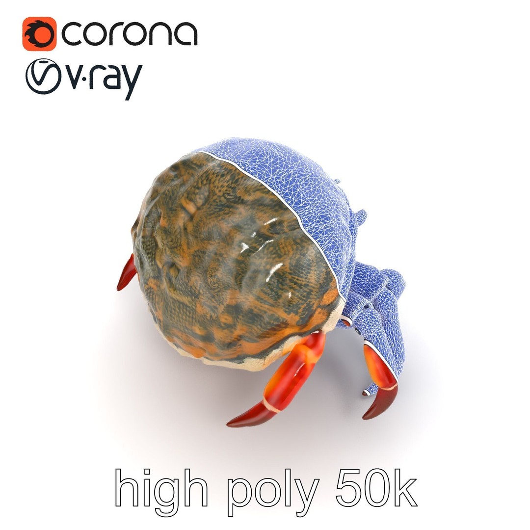 Hermit Crab 3D Model – Low Poly Marine Creature Pack, FBX - View 23