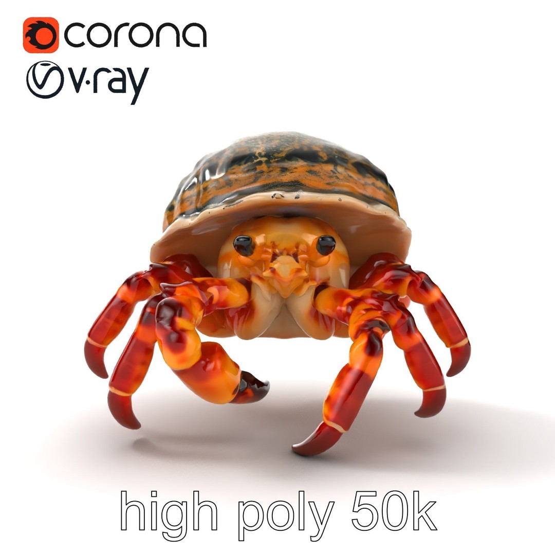 Hermit Crab 3D Model – Low Poly Marine Creature Pack, FBX - View 25