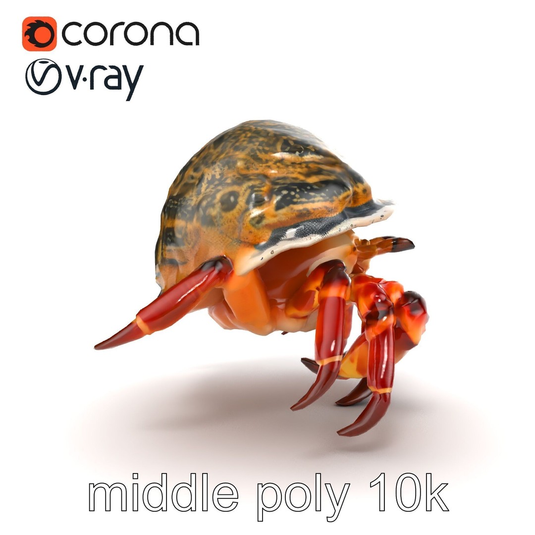 Hermit Crab 3D Model – Low Poly Marine Creature Pack, FBX - View 28
