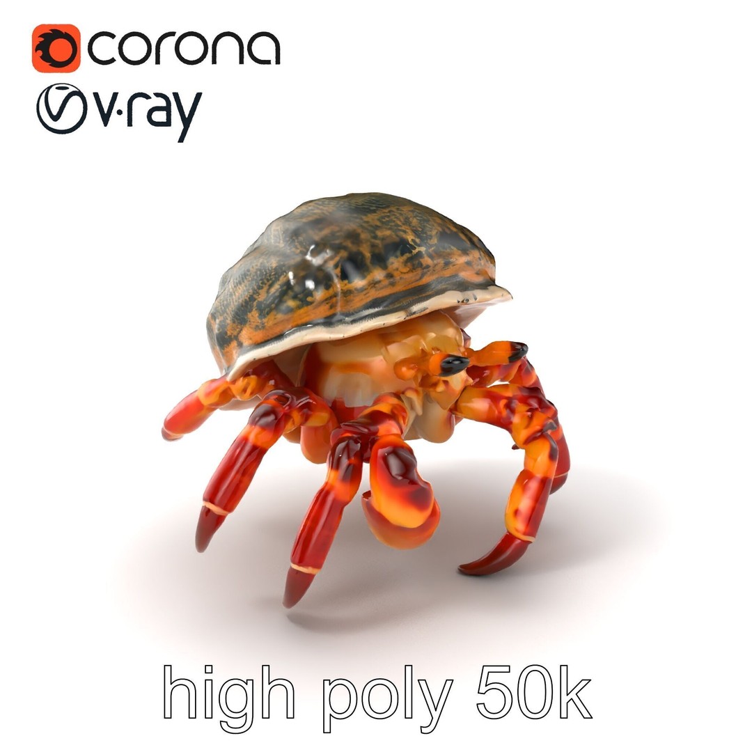 Hermit Crab 3D Model – Low Poly Marine Creature Pack, FBX - View 3