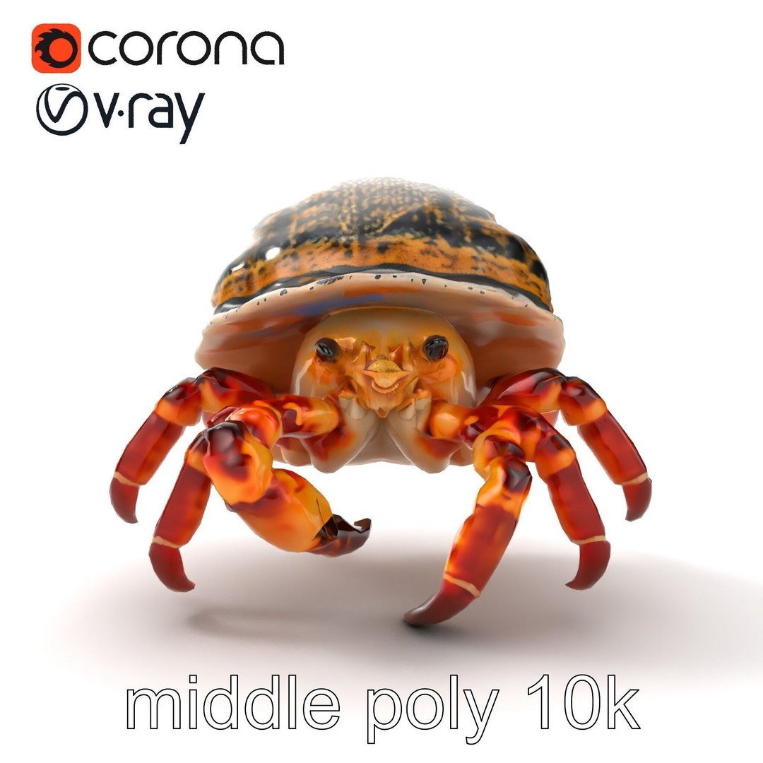 Hermit Crab 3D Model – Low Poly Marine Creature Pack, FBX - View 32