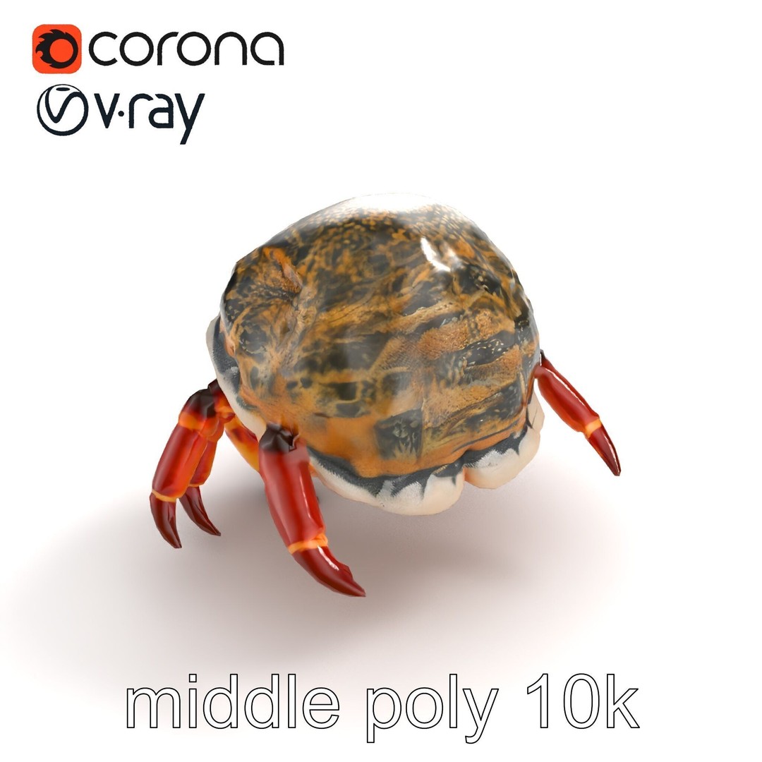 Hermit Crab 3D Model – Low Poly Marine Creature Pack, FBX - View 9