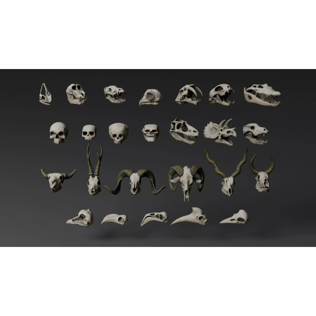 Skull 3D Model – Stylized Collection with PBR Textures, FBX/OBJ