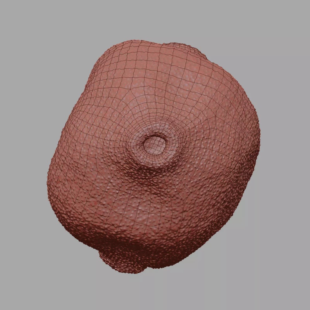 Birch Pollen Grain 3D Model – High Detail Scientific Visualization, FBX