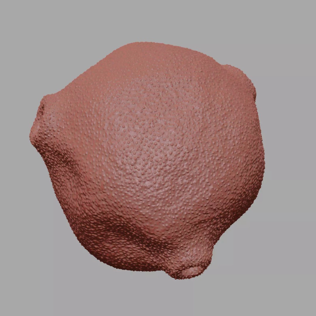 Birch Pollen Grain 3D Model – High Detail Scientific Visualization, FBX - View 10
