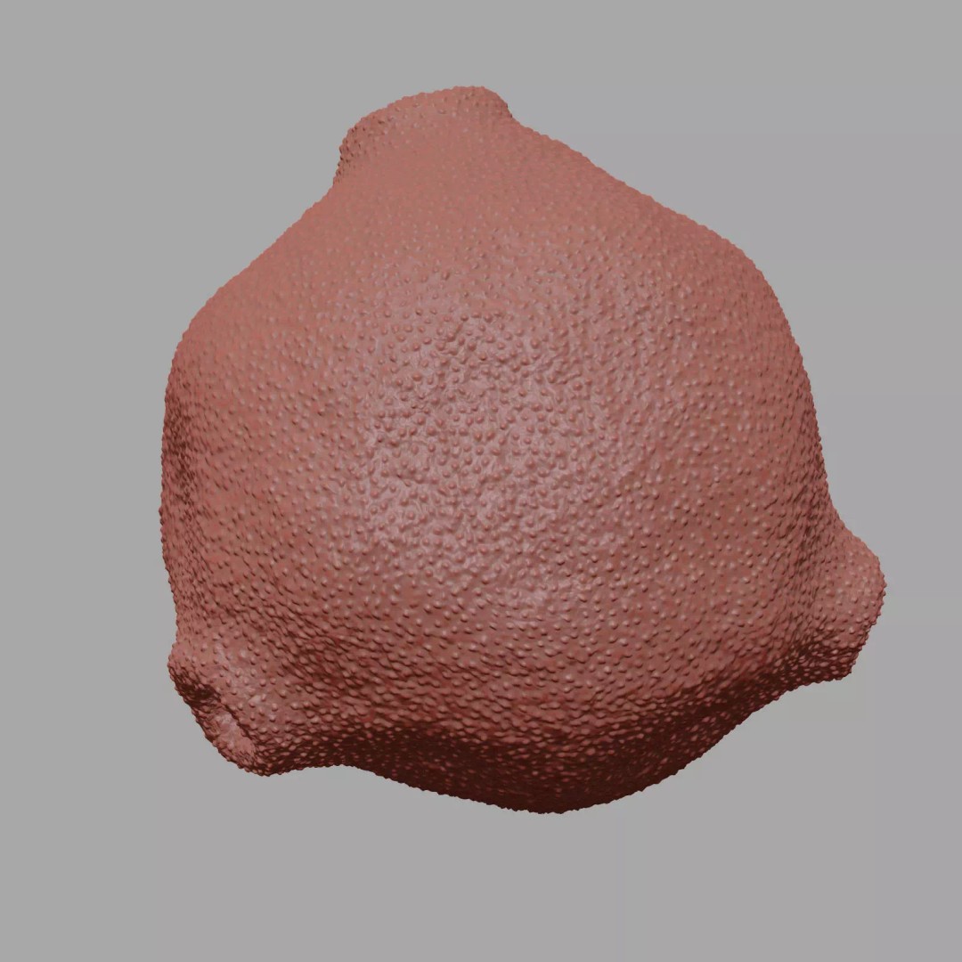 Birch Pollen Grain 3D Model – High Detail Scientific Visualization, FBX - View 11