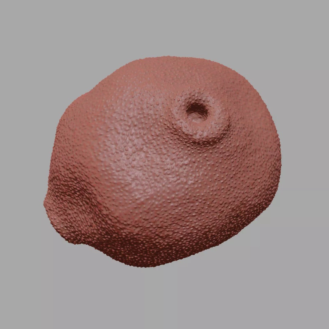 Birch Pollen Grain 3D Model – High Detail Scientific Visualization, FBX - View 12