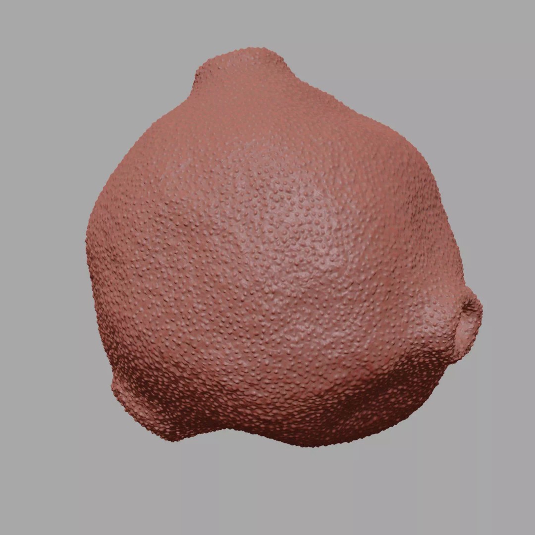 Birch Pollen Grain 3D Model – High Detail Scientific Visualization, FBX - View 13