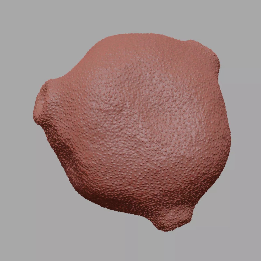 Birch Pollen Grain 3D Model – High Detail Scientific Visualization, FBX - View 14
