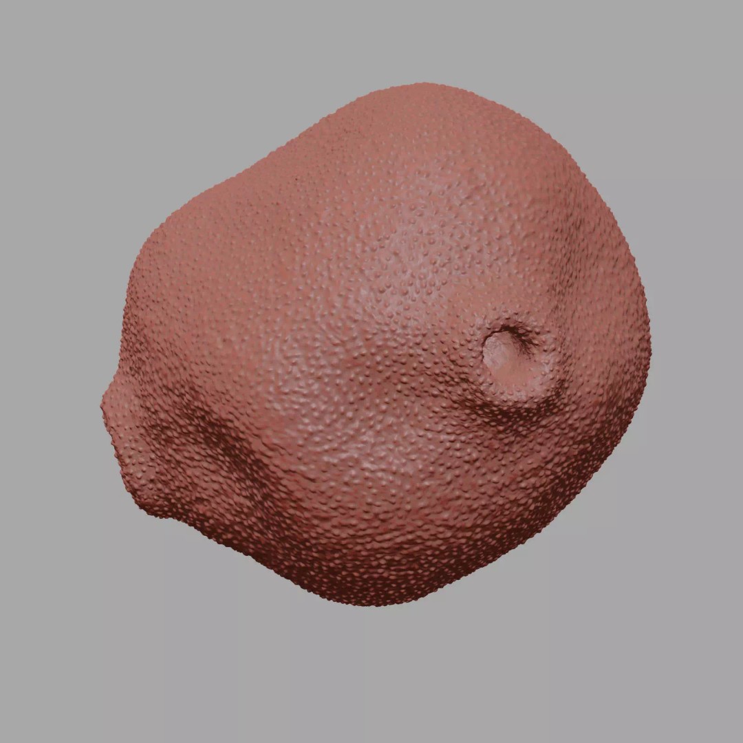 Birch Pollen Grain 3D Model – High Detail Scientific Visualization, FBX - View 15