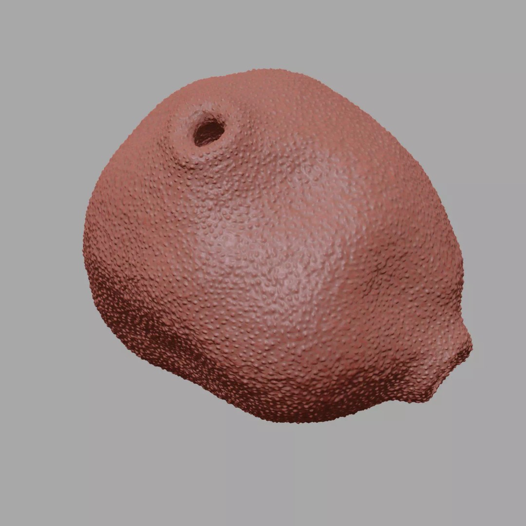 Birch Pollen Grain 3D Model – High Detail Scientific Visualization, FBX - View 16