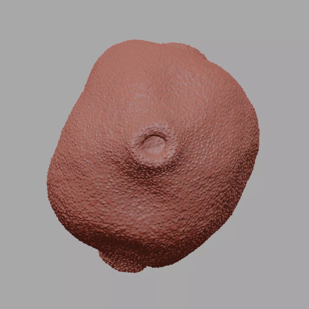 Birch Pollen Grain 3D Model – High Detail Scientific Visualization, FBX - View 17