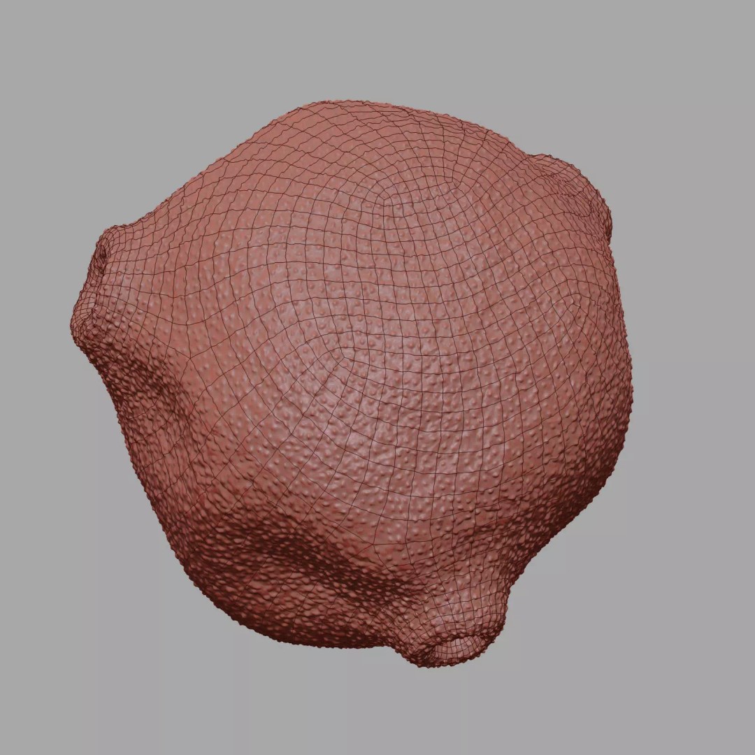 Birch Pollen Grain 3D Model – High Detail Scientific Visualization, FBX - View 18