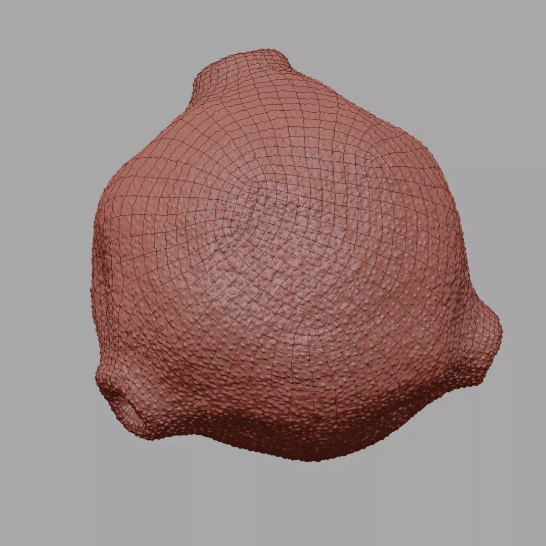 Birch Pollen Grain 3D Model – High Detail Scientific Visualization, FBX - View 19
