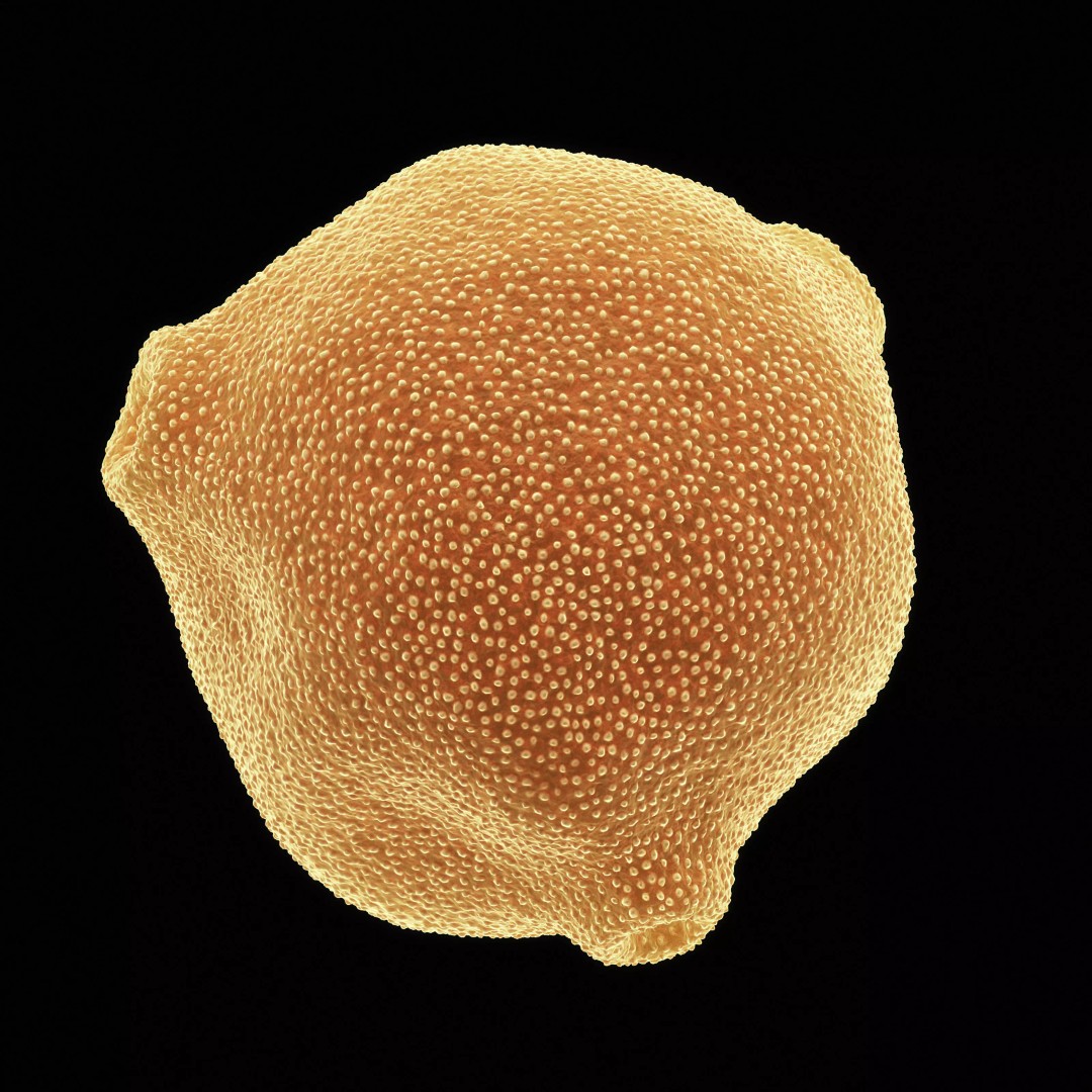Birch Pollen Grain 3D Model – High Detail Scientific Visualization, FBX - View 2