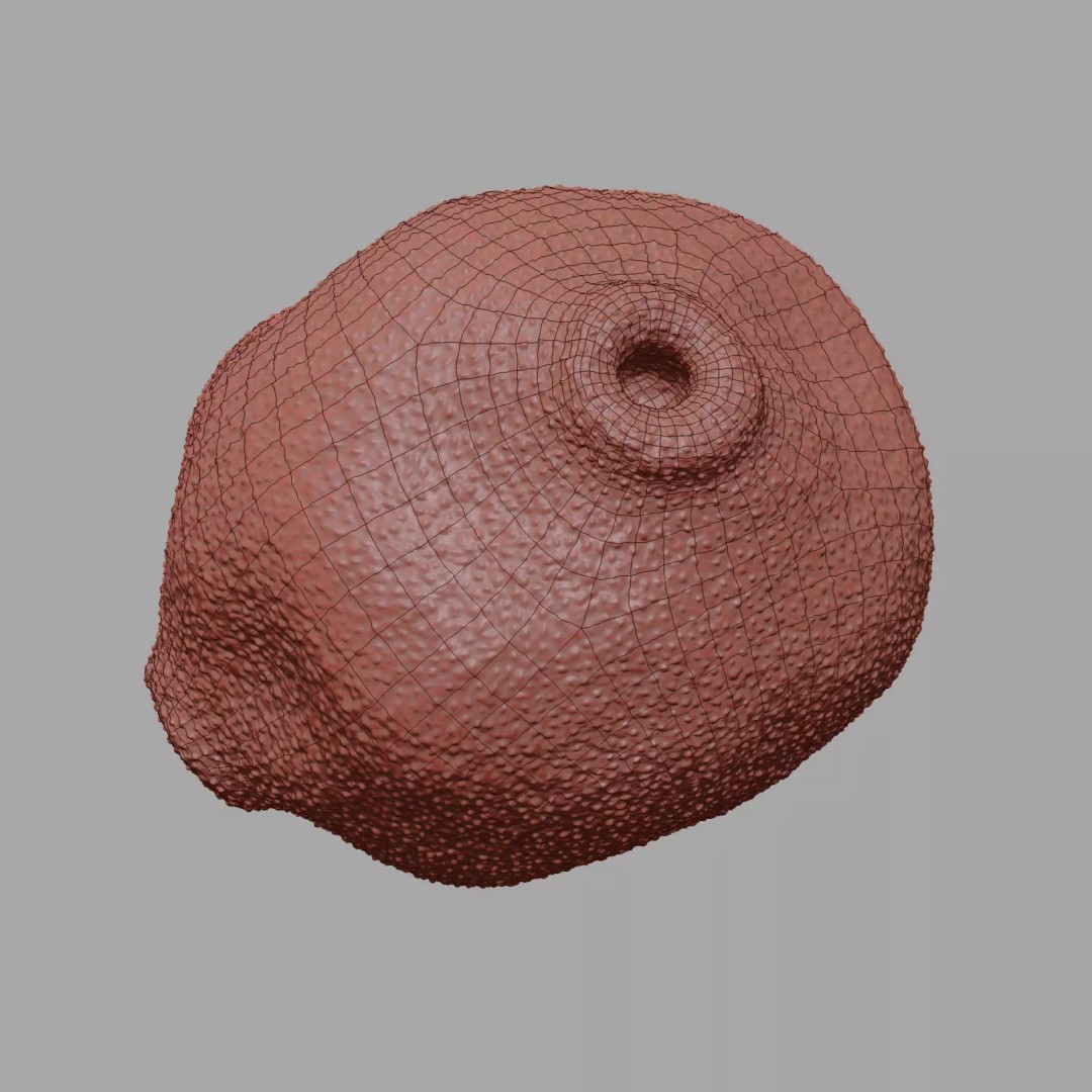 Birch Pollen Grain 3D Model – High Detail Scientific Visualization, FBX - View 20