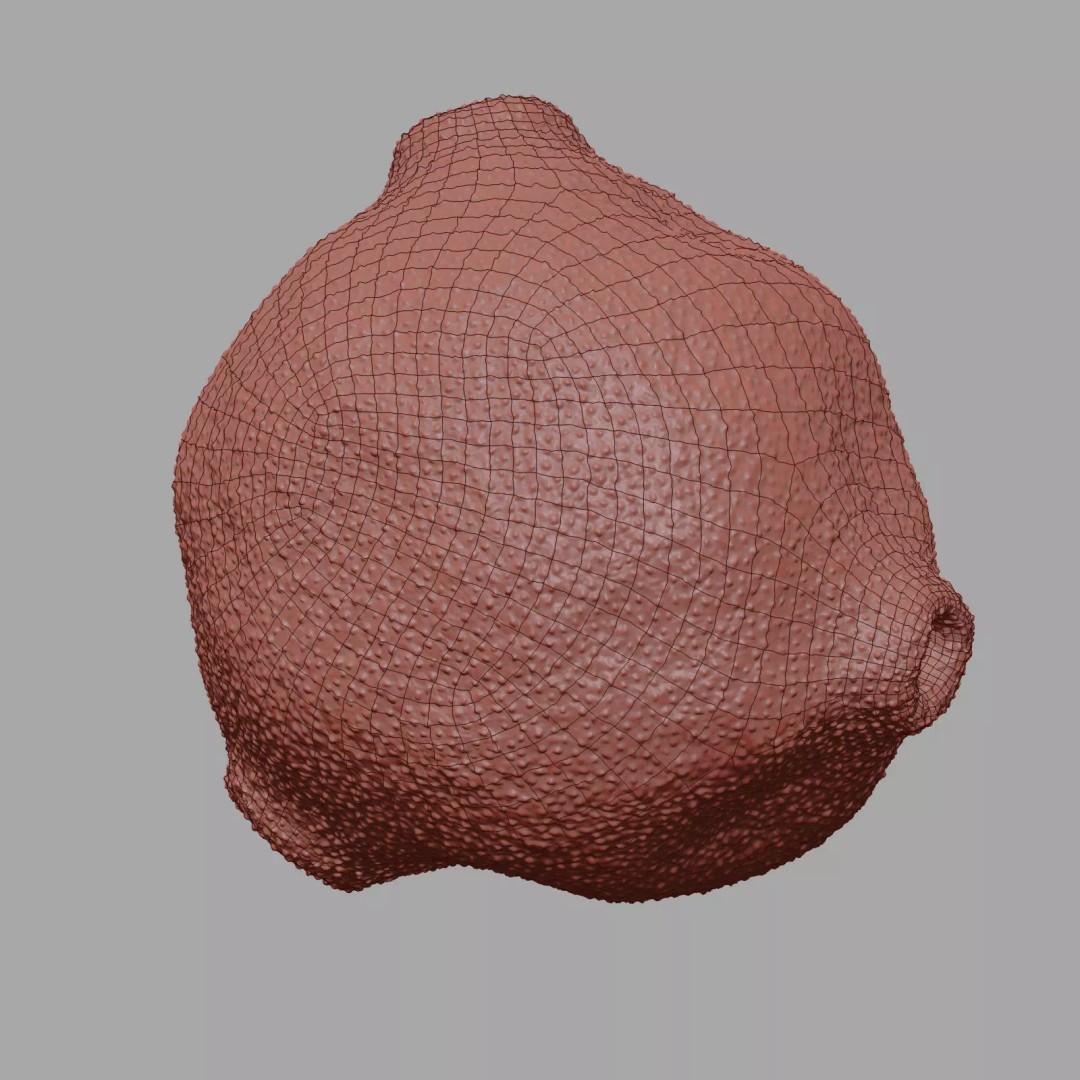 Birch Pollen Grain 3D Model – High Detail Scientific Visualization, FBX - View 21
