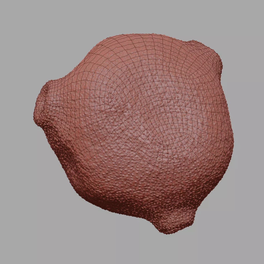 Birch Pollen Grain 3D Model – High Detail Scientific Visualization, FBX - View 22
