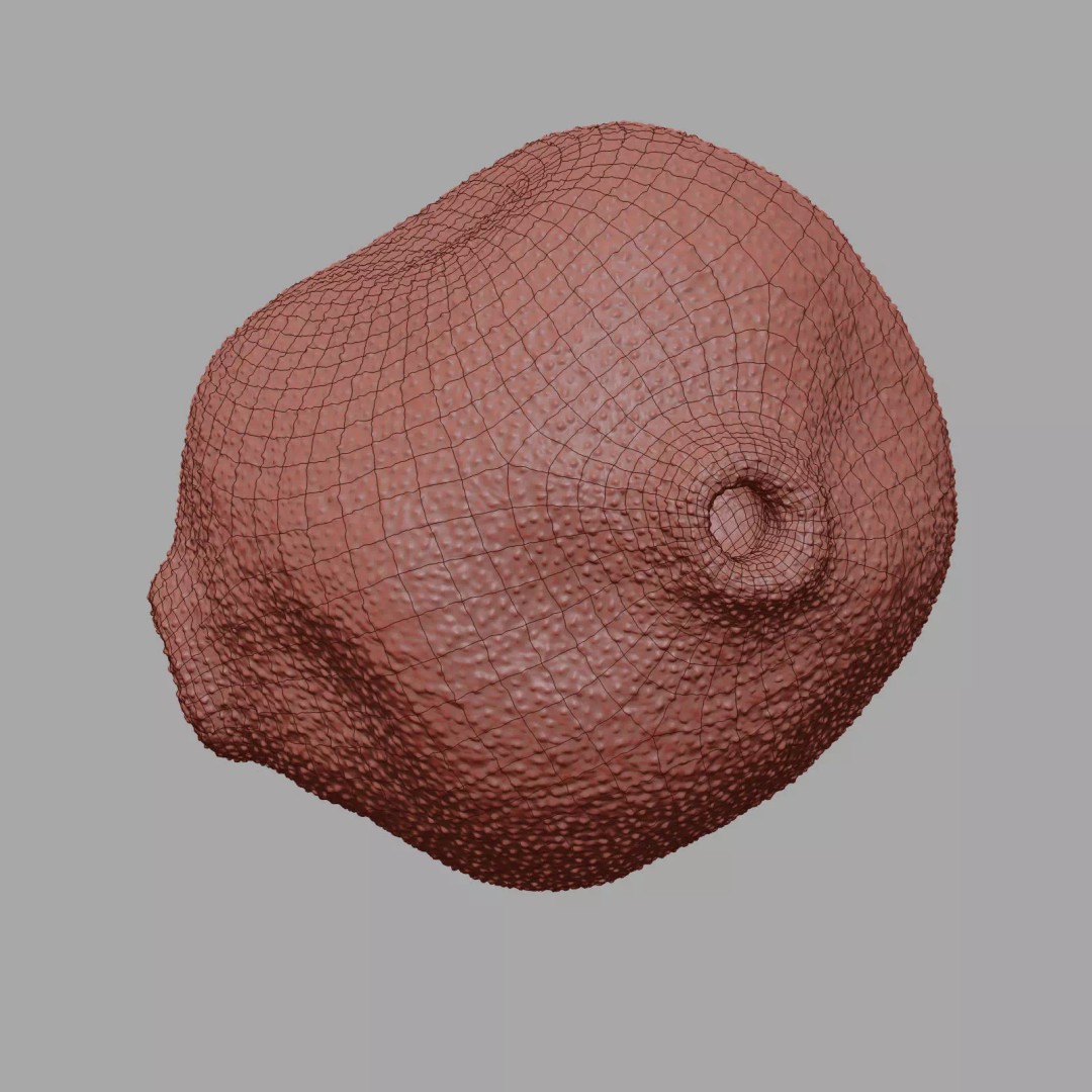 Birch Pollen Grain 3D Model – High Detail Scientific Visualization, FBX - View 23