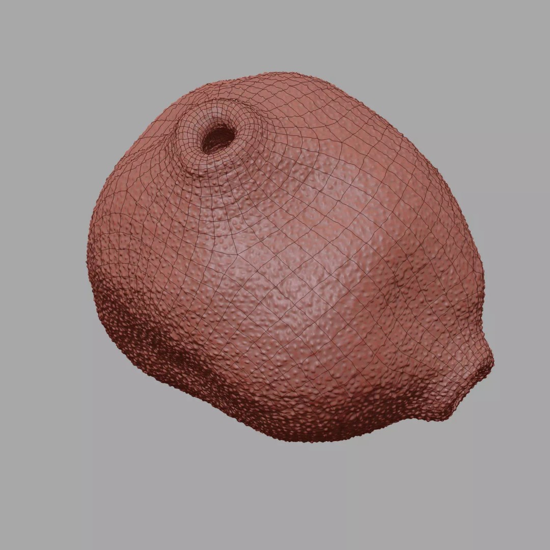 Birch Pollen Grain 3D Model – High Detail Scientific Visualization, FBX - View 24