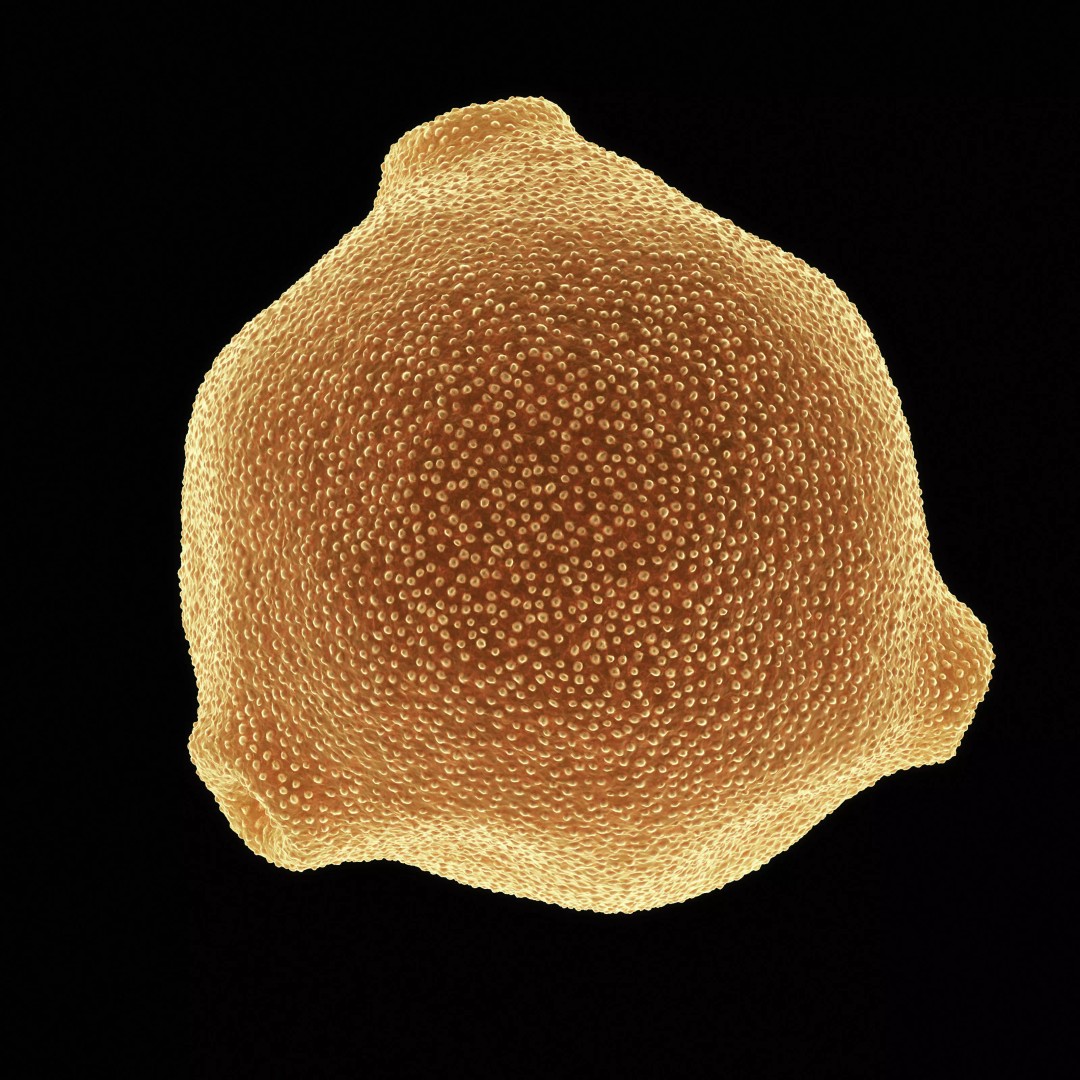Birch Pollen Grain 3D Model – High Detail Scientific Visualization, FBX - View 3