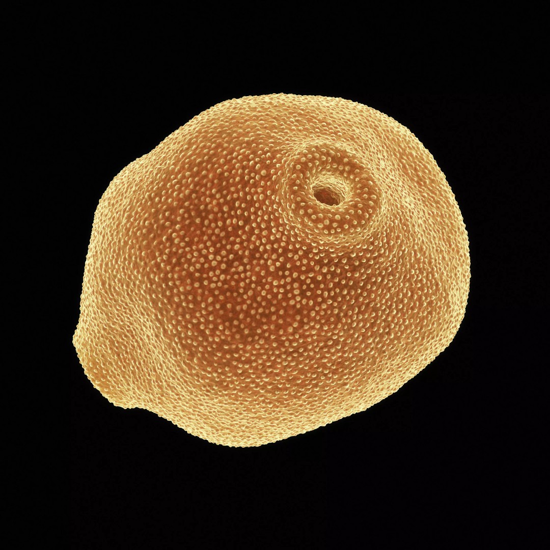 Birch Pollen Grain 3D Model – High Detail Scientific Visualization, FBX - View 4