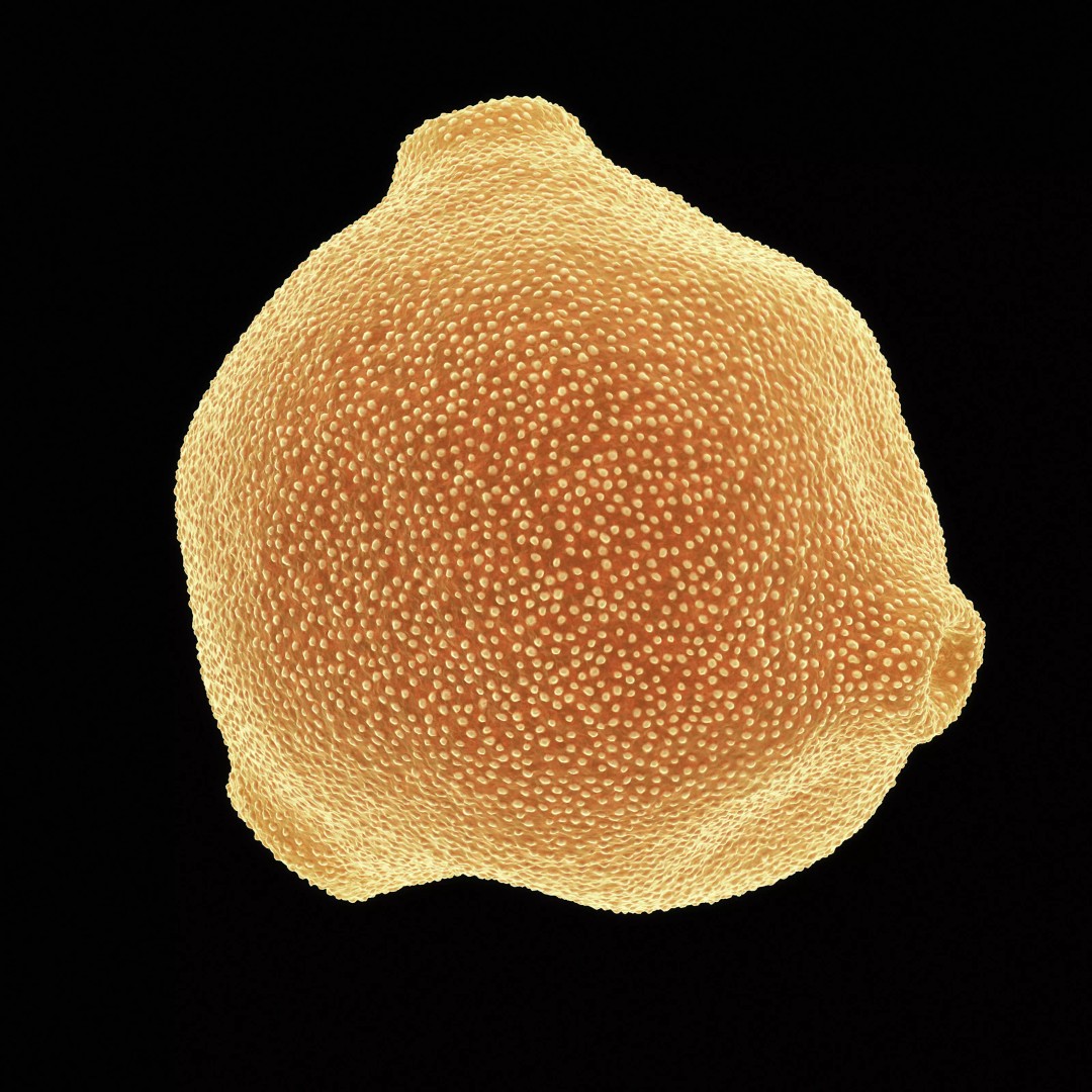 Birch Pollen Grain 3D Model – High Detail Scientific Visualization, FBX - View 5