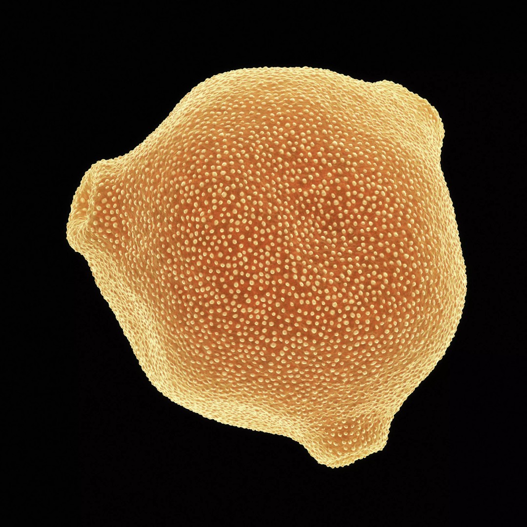 Birch Pollen Grain 3D Model – High Detail Scientific Visualization, FBX - View 6