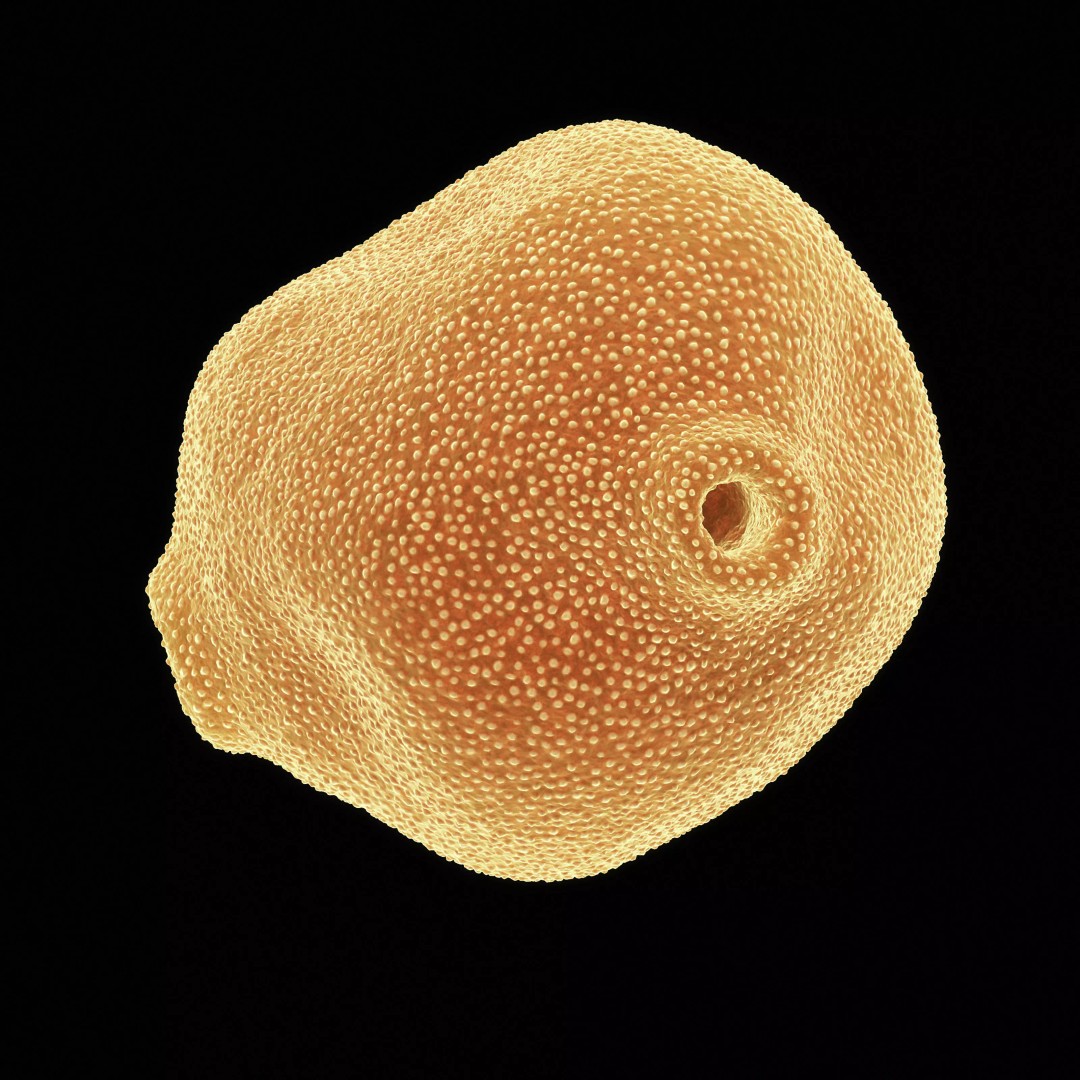 Birch Pollen Grain 3D Model – High Detail Scientific Visualization, FBX - View 7