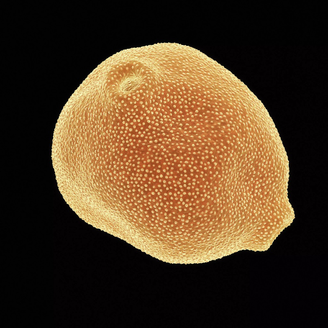 Birch Pollen Grain 3D Model – High Detail Scientific Visualization, FBX - View 8