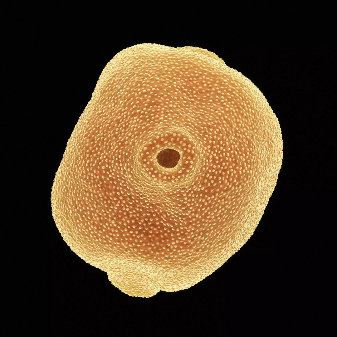Birch Pollen Grain 3D Model – High Detail Scientific Visualization, FBX - View 9
