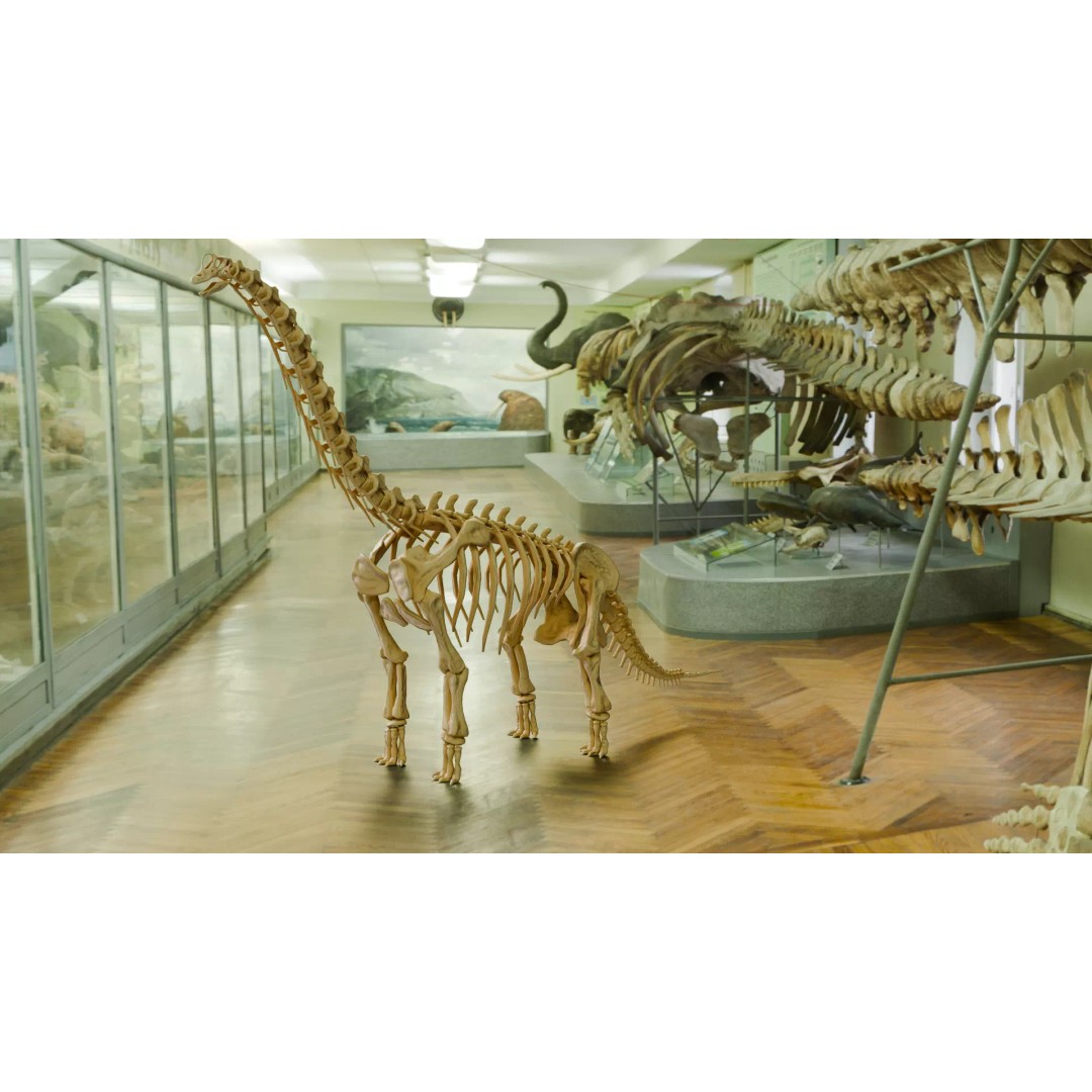 Brachiosaurus Fossil 3D Model – Realistic Low-Poly Rigged Asset, FBX - View 2