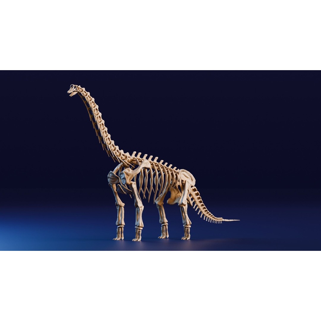 Brachiosaurus Fossil 3D Model – Realistic Low-Poly Rigged Asset, FBX - View 3