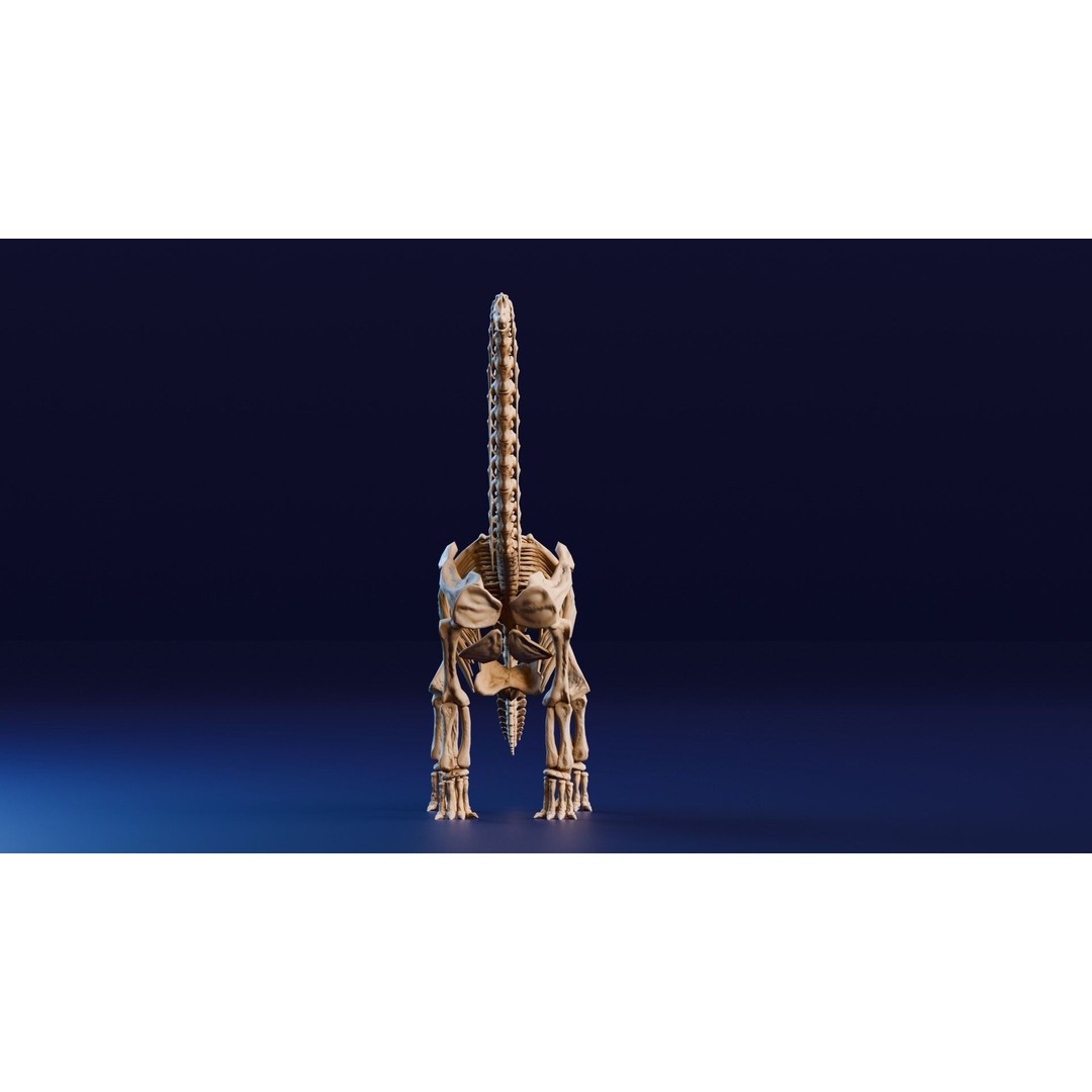 Brachiosaurus Fossil 3D Model – Realistic Low-Poly Rigged Asset, FBX - View 4