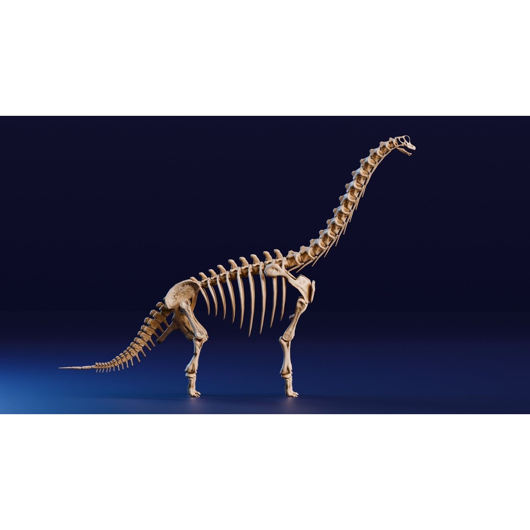 Brachiosaurus Fossil 3D Model – Realistic Low-Poly Rigged Asset, FBX - View 6
