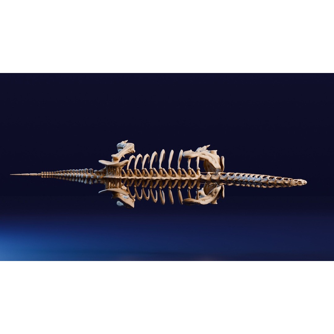 Brachiosaurus Fossil 3D Model – Realistic Low-Poly Rigged Asset, FBX - View 7