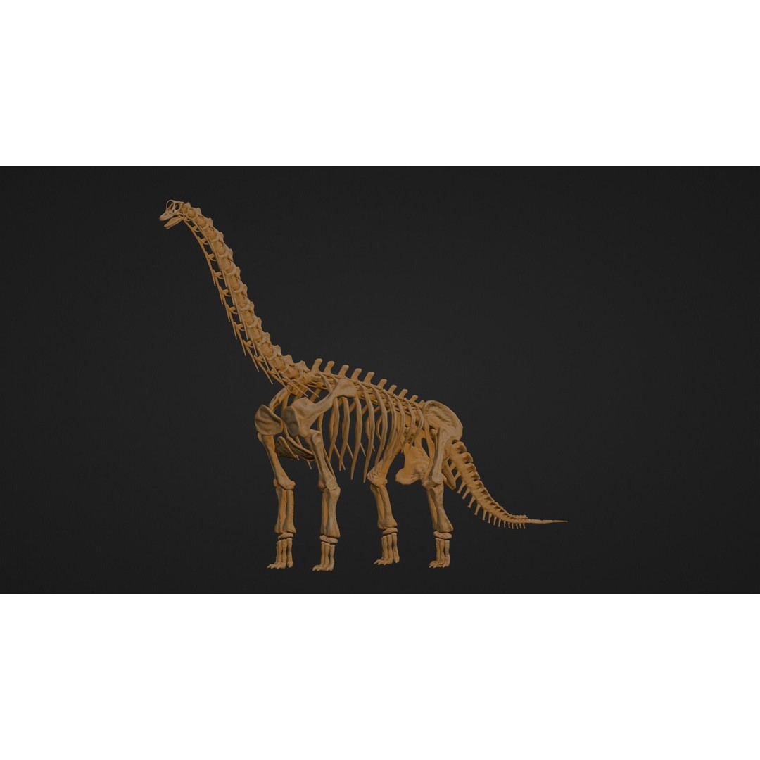 Brachiosaurus Fossil 3D Model – Realistic Low-Poly Rigged Asset, FBX - View 8