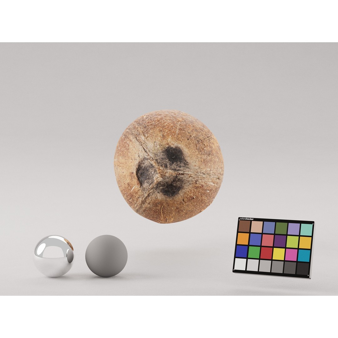 Coconut 3D Model – Low Poly Game Asset, PBR Textures, FBX, OBJ - View 3
