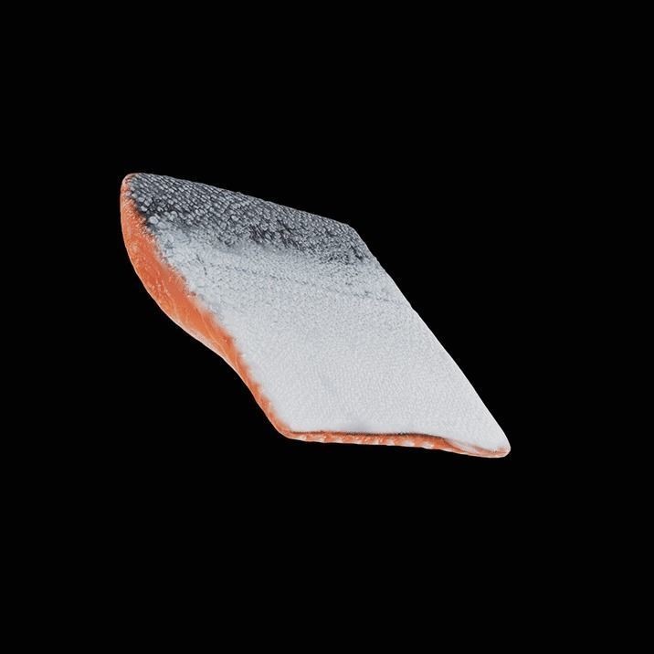 Fish 3D Model – High-Quality Photorealistic Asset, FBX - View 4