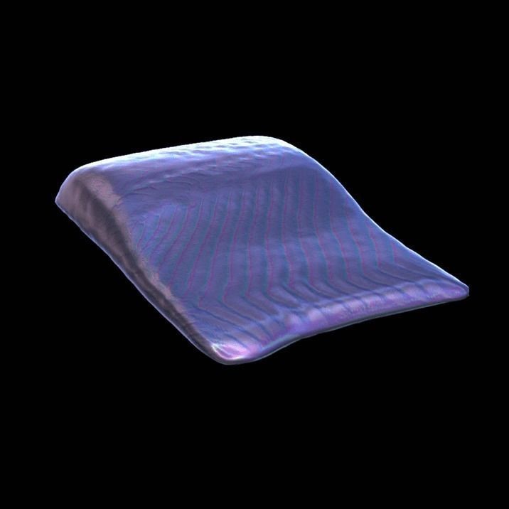 Fish 3D Model – High-Quality Photorealistic Asset, FBX - View 8
